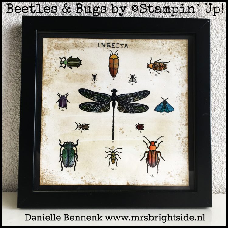 beetles_bugs