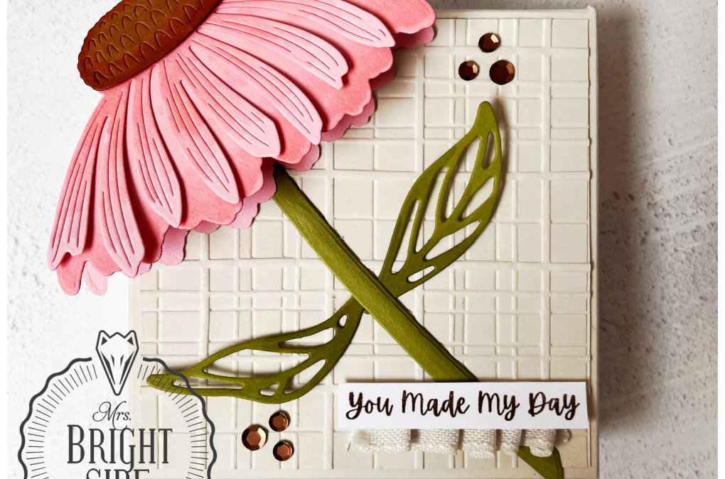 Coneflower Celebrations – In the spotlight 1