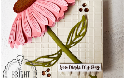 Coneflower Celebrations – In the spotlight 1